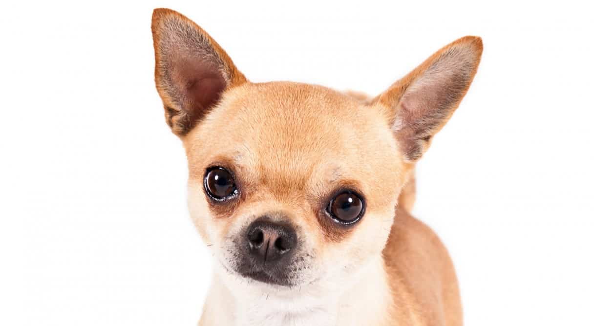 are chihuahuas dogs easy to train