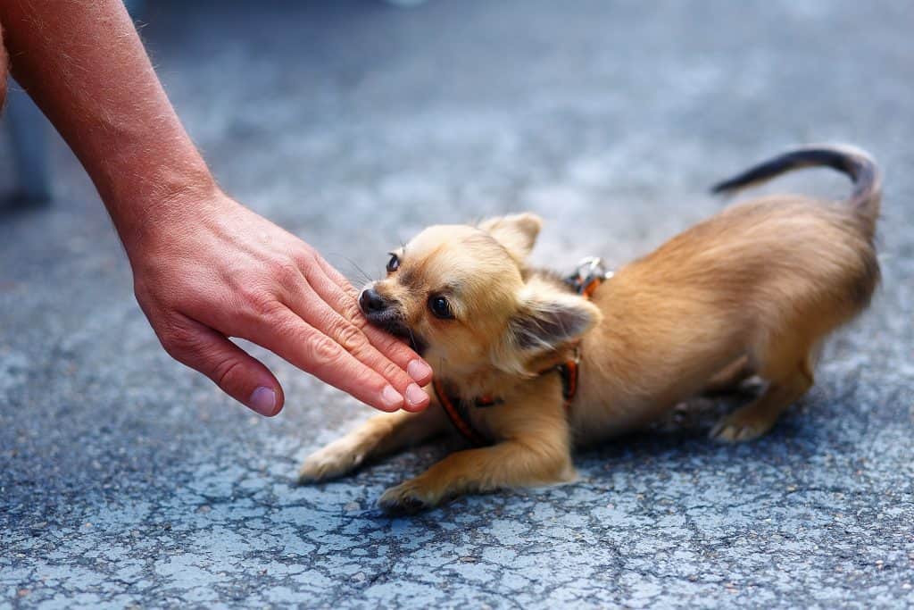 HowtoStopBitingJumpingandBegging Chihuahua