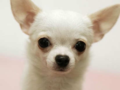 Chihuahua Temperament and Personality | Chihuahua Training Tips