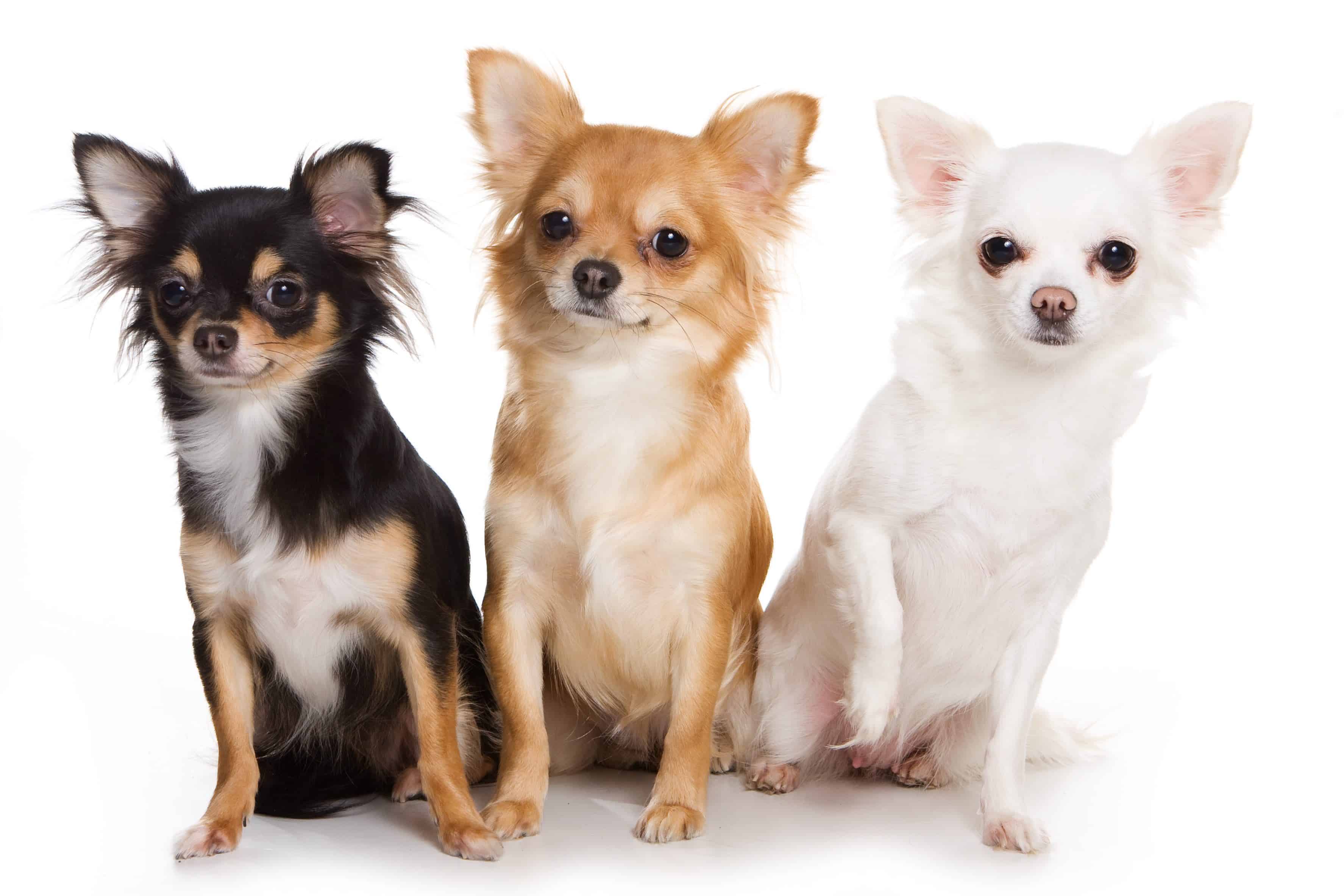 How-to-Find-a-Good-Chihuahua-Breeder – Chihuahua Training Tips